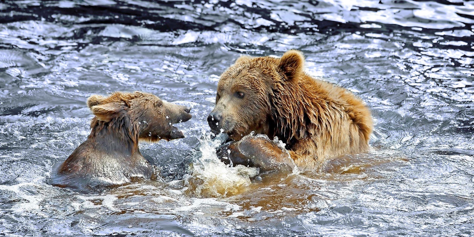 Brown Bears in Alaska