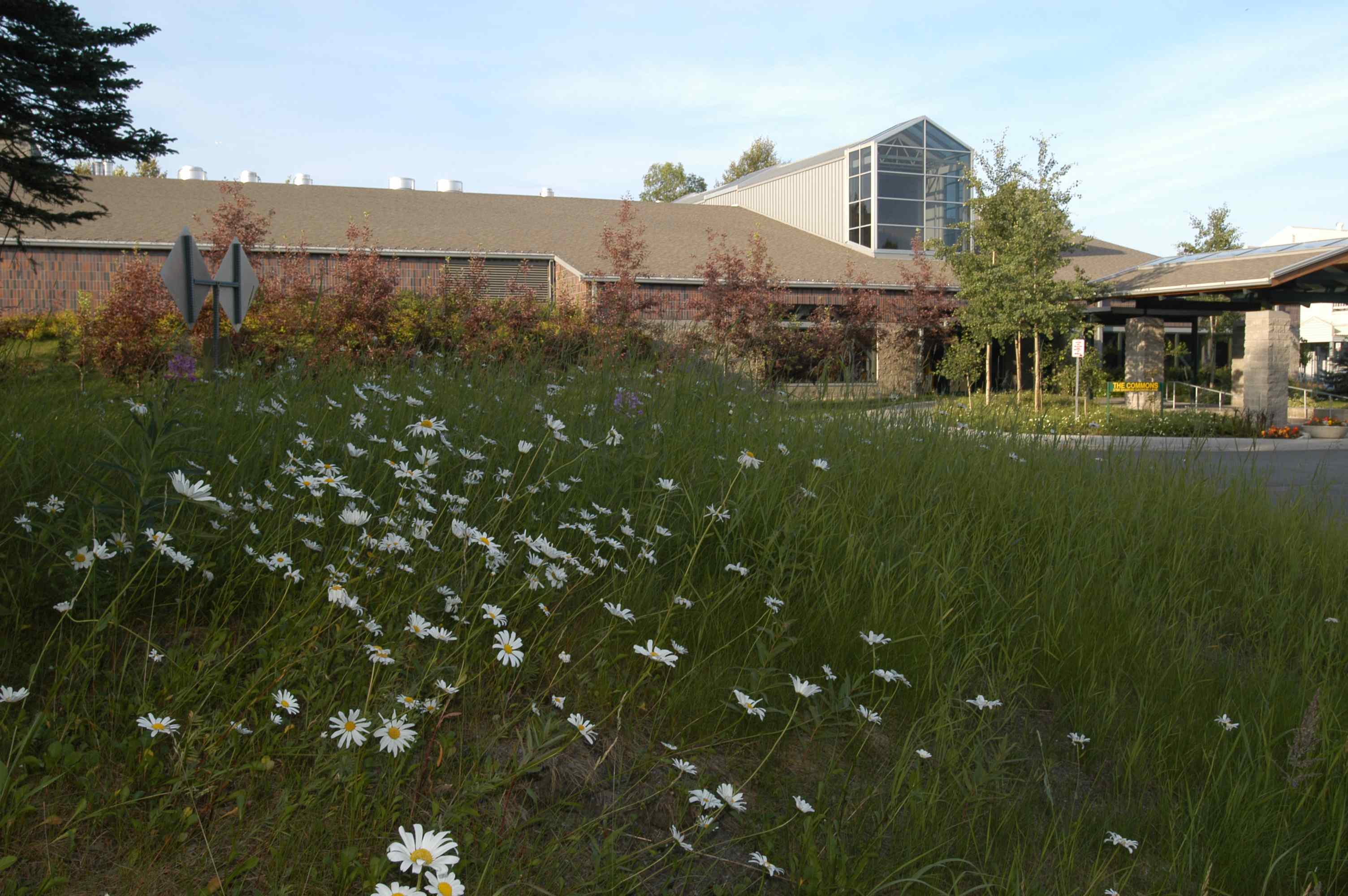 Exterior of Gorsuch Commons with Daises