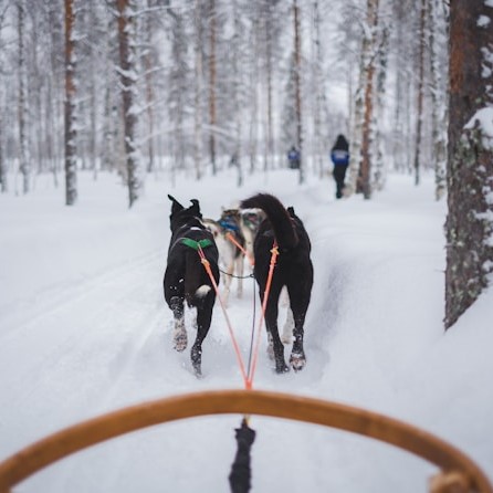 A dog team pulling a sled.