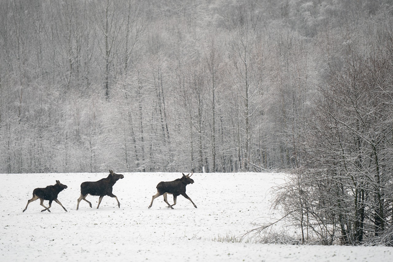 A moose calf in snow