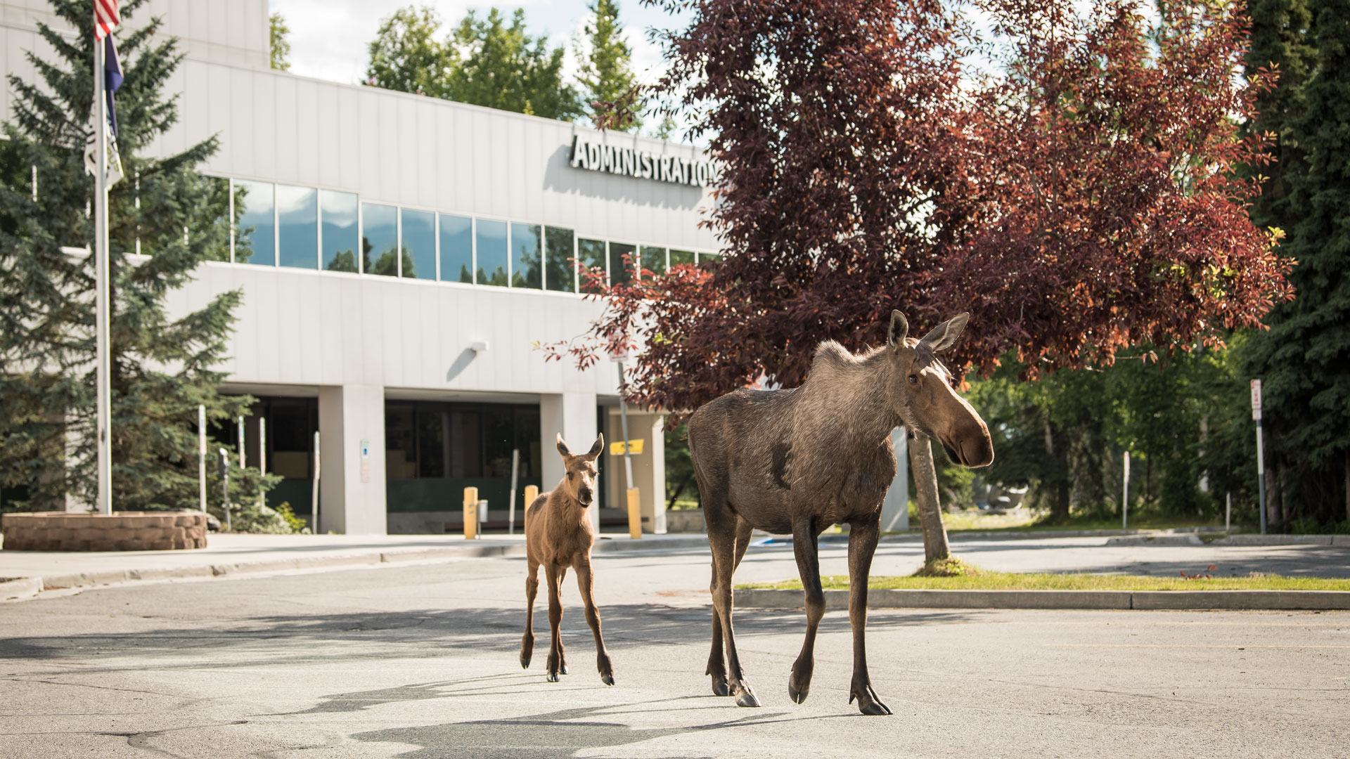 Moose and calf wandering through UAA Campus