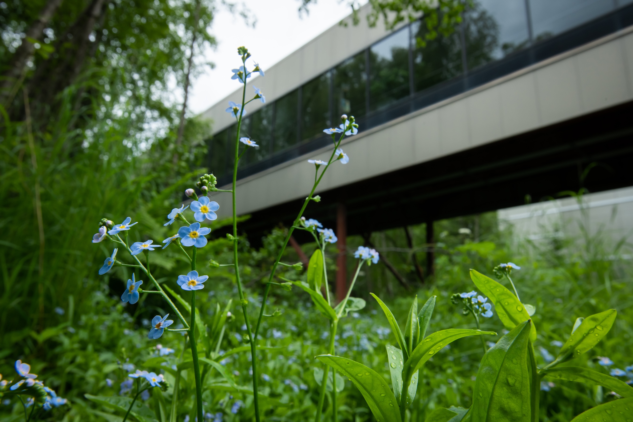 UAA campus spine with forget-me-not flowers