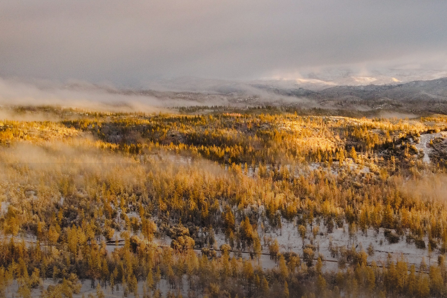 Scenery of trees and mountains