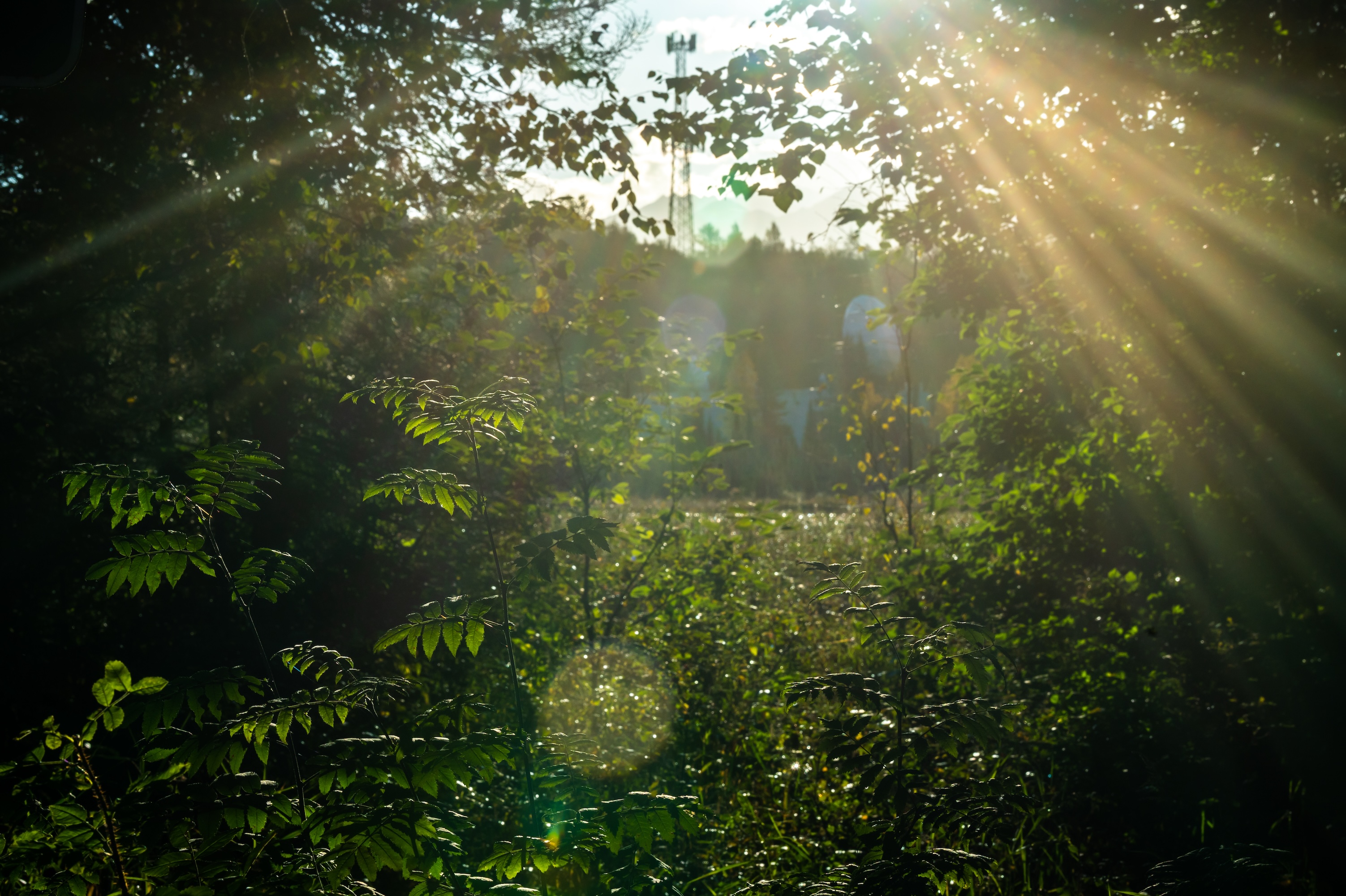 Forest Plants