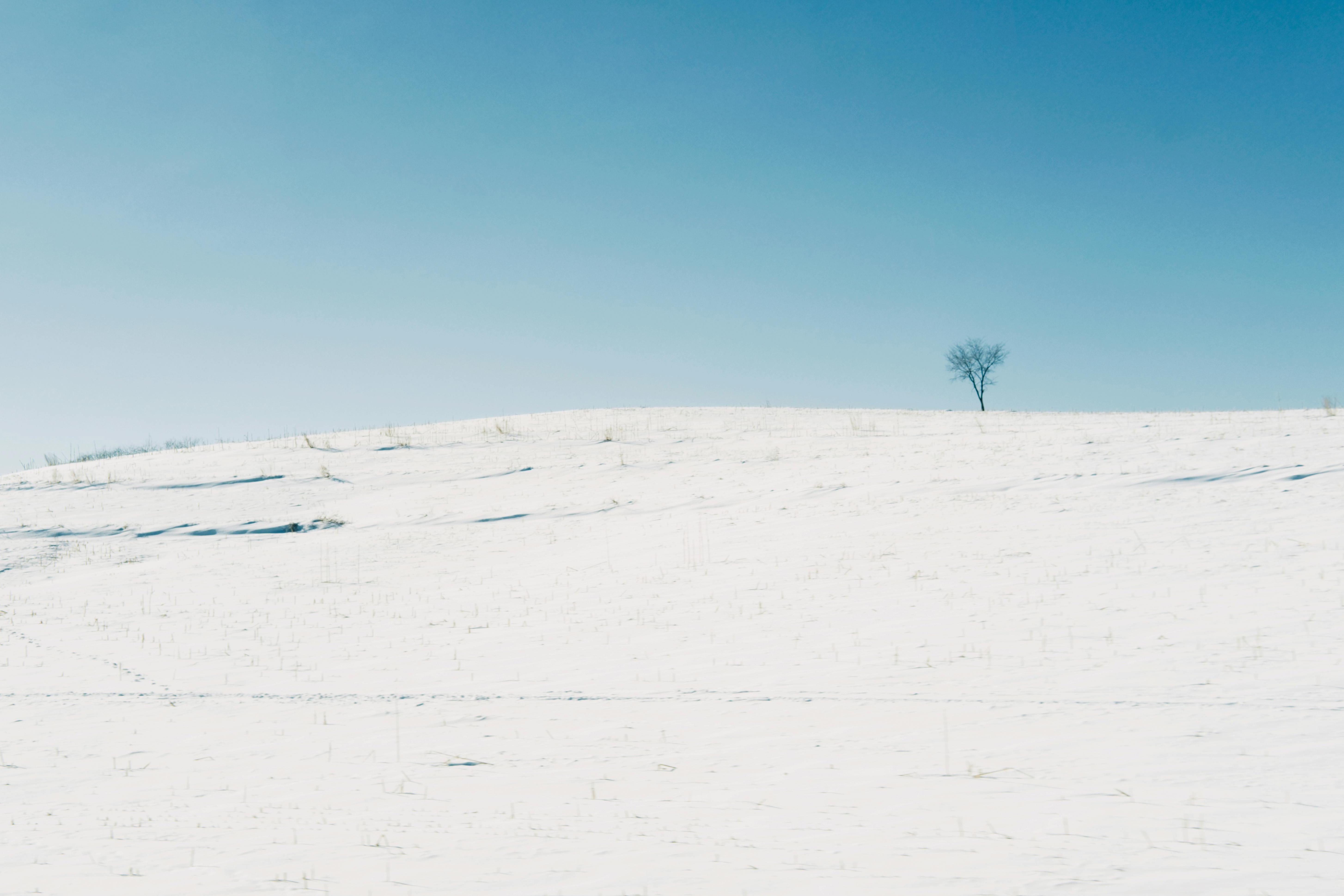 tree on snowy feild