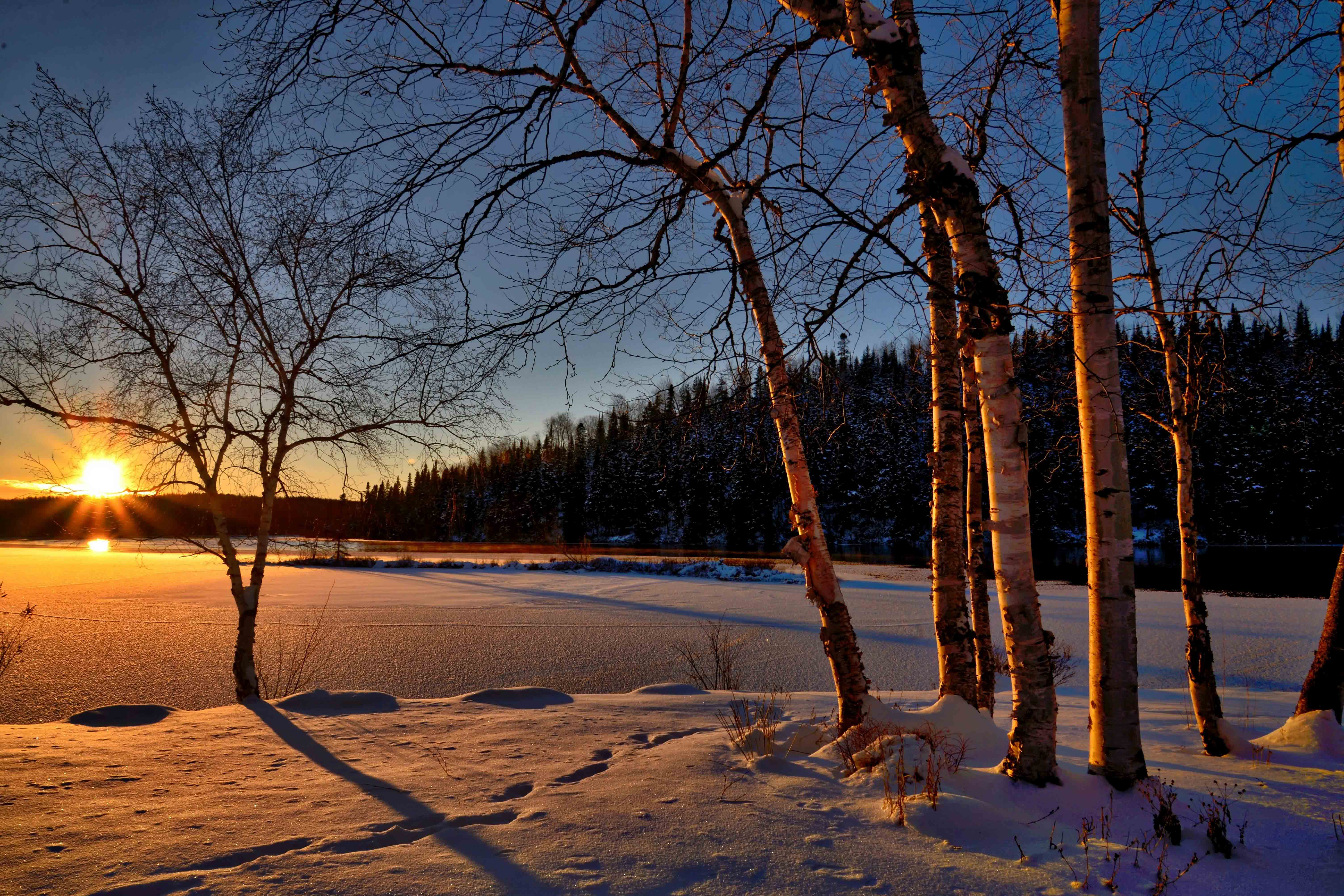 trees and snow at sunset