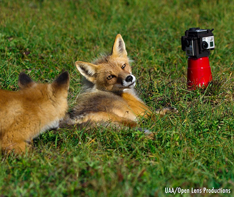 Fox with red cup