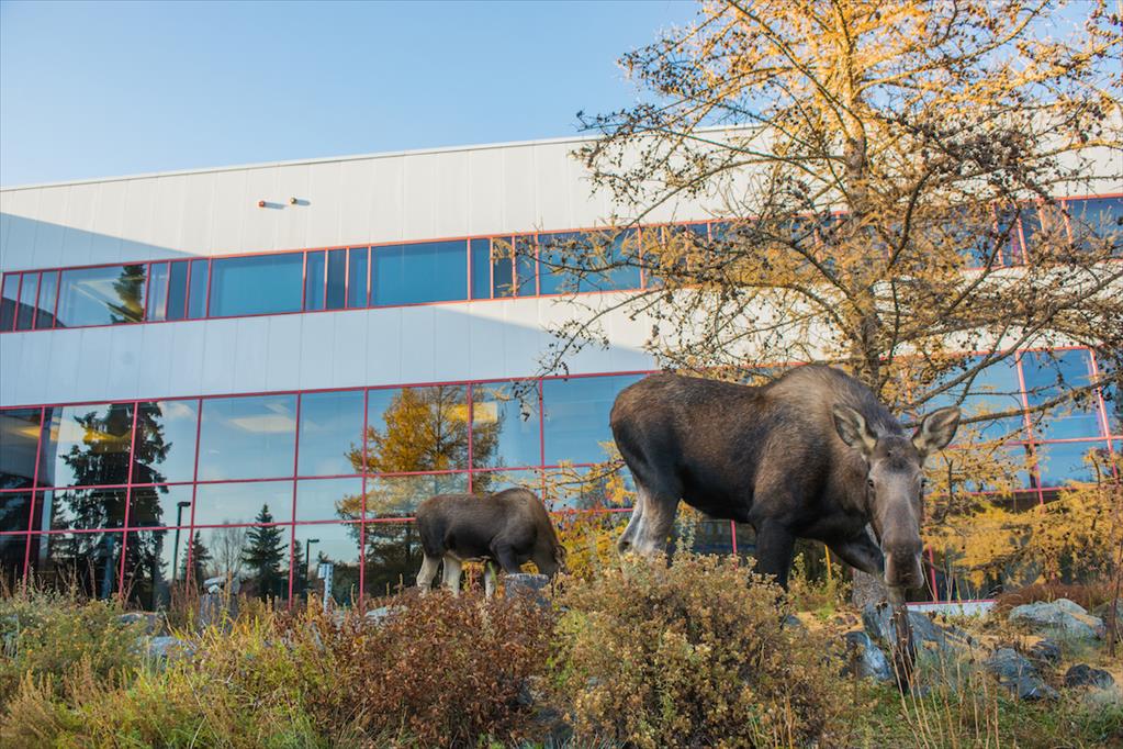 A cow moose and her calf browse in front of UAA's Fine Arts Building.