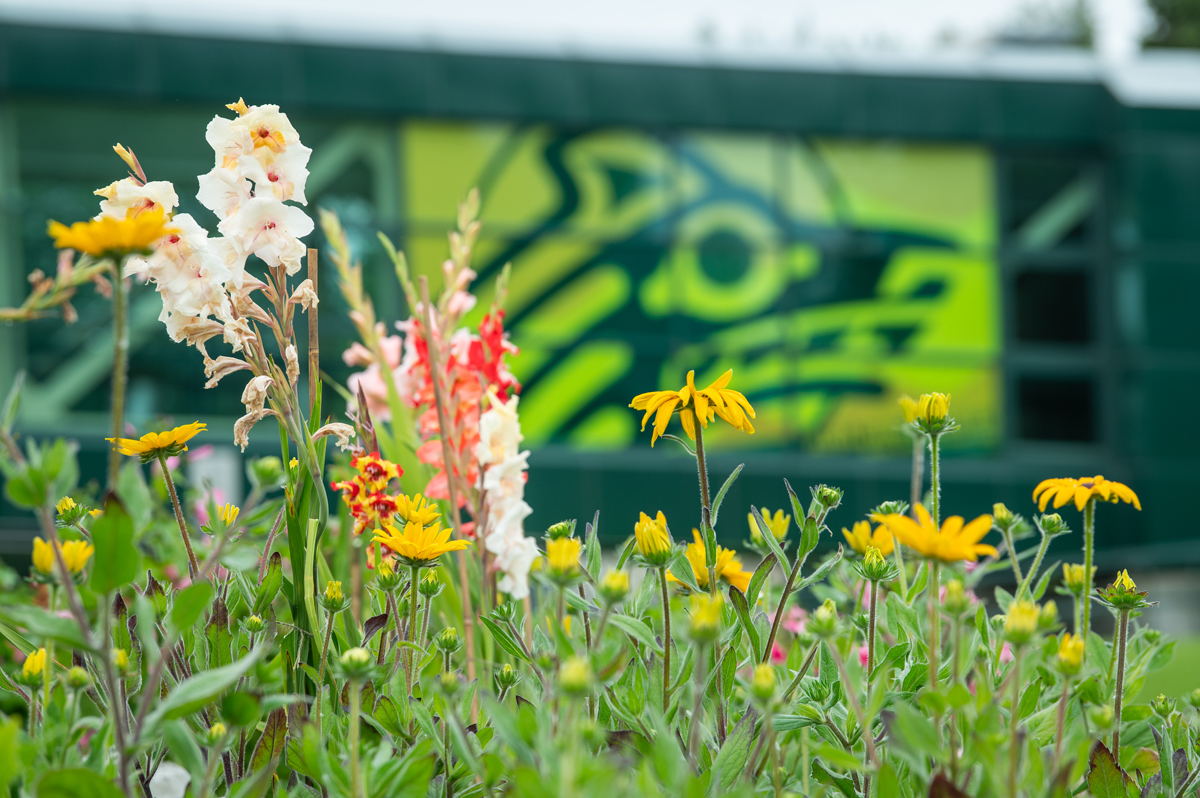 Flowers bloom in the UAA 50th Anniversary Garden.