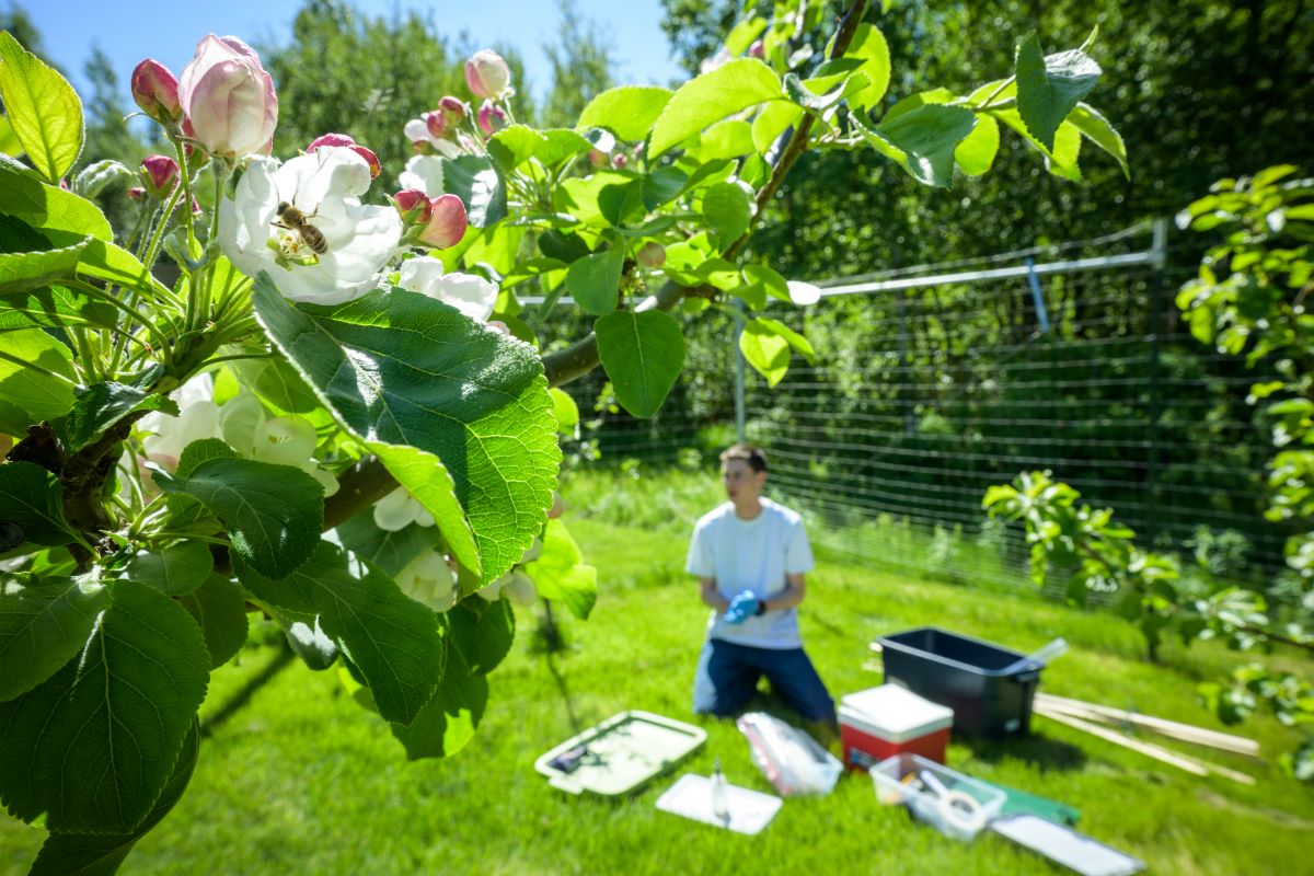 John McCormack in an apple orchard in Palmer, Alaska