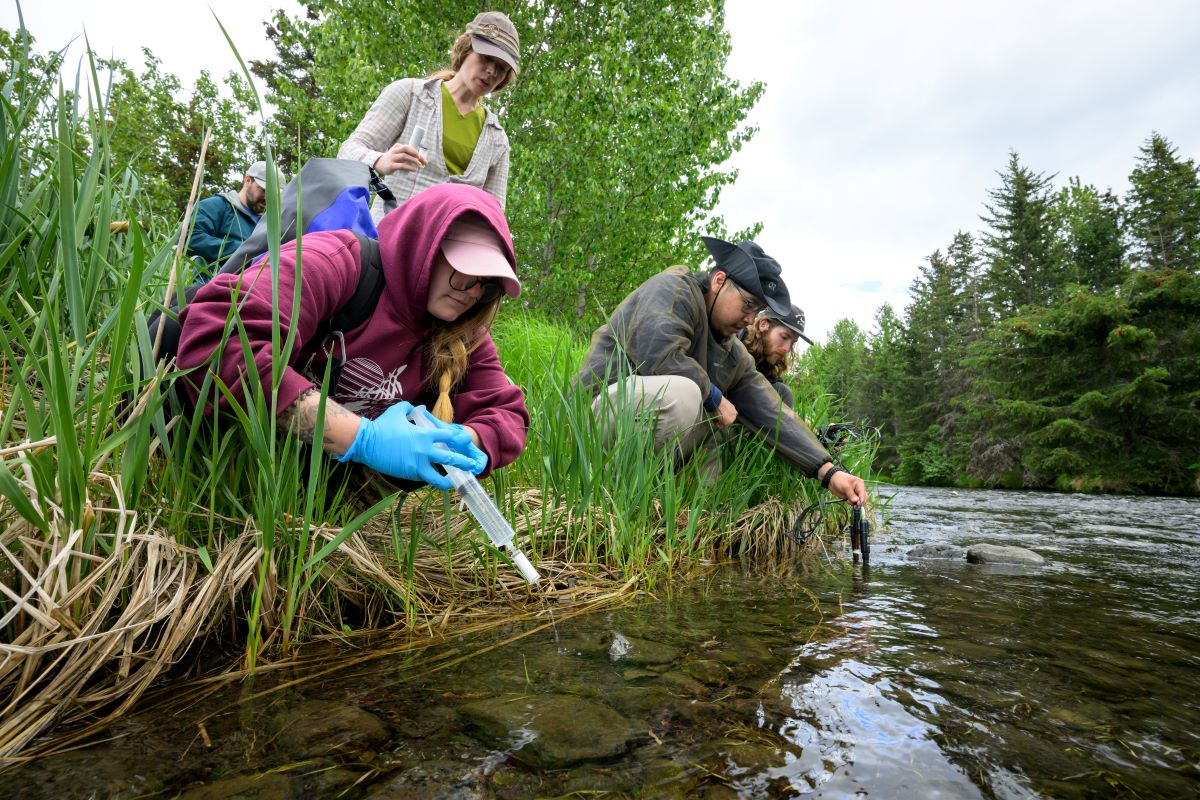 The team collecting samples from Humpy Creek