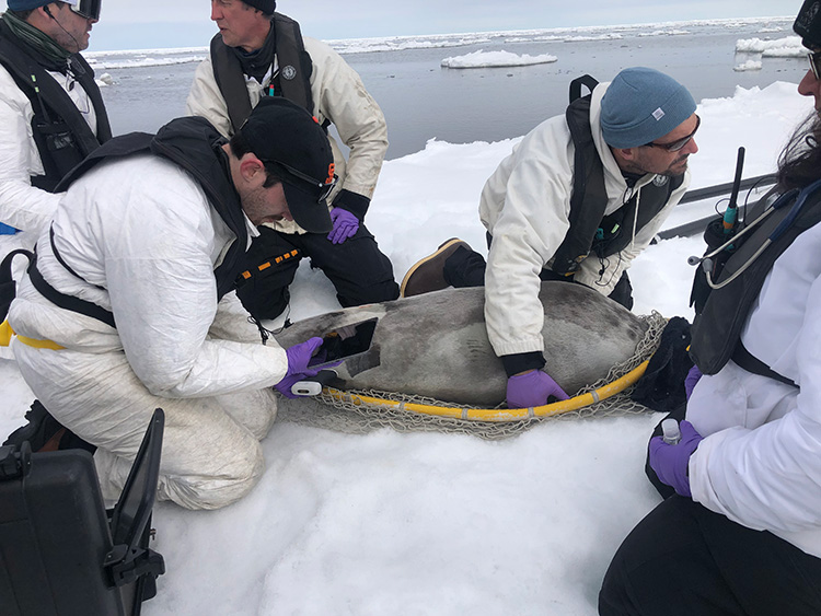 Kyle Kolda measuring the blubber depth of a seal as another researcher holds the animal