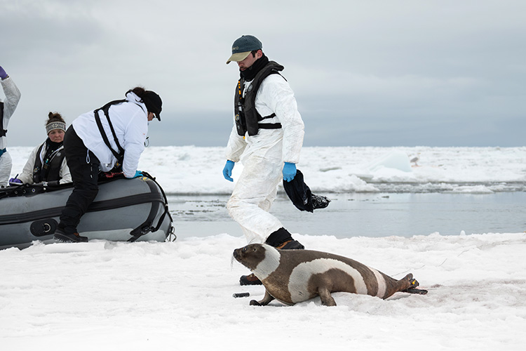 Kyle Kolda on an ice floe next to a male ribbon seal