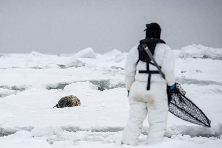 Kyle Kolda on an ice floe, holding a net and looking at a spotted seal