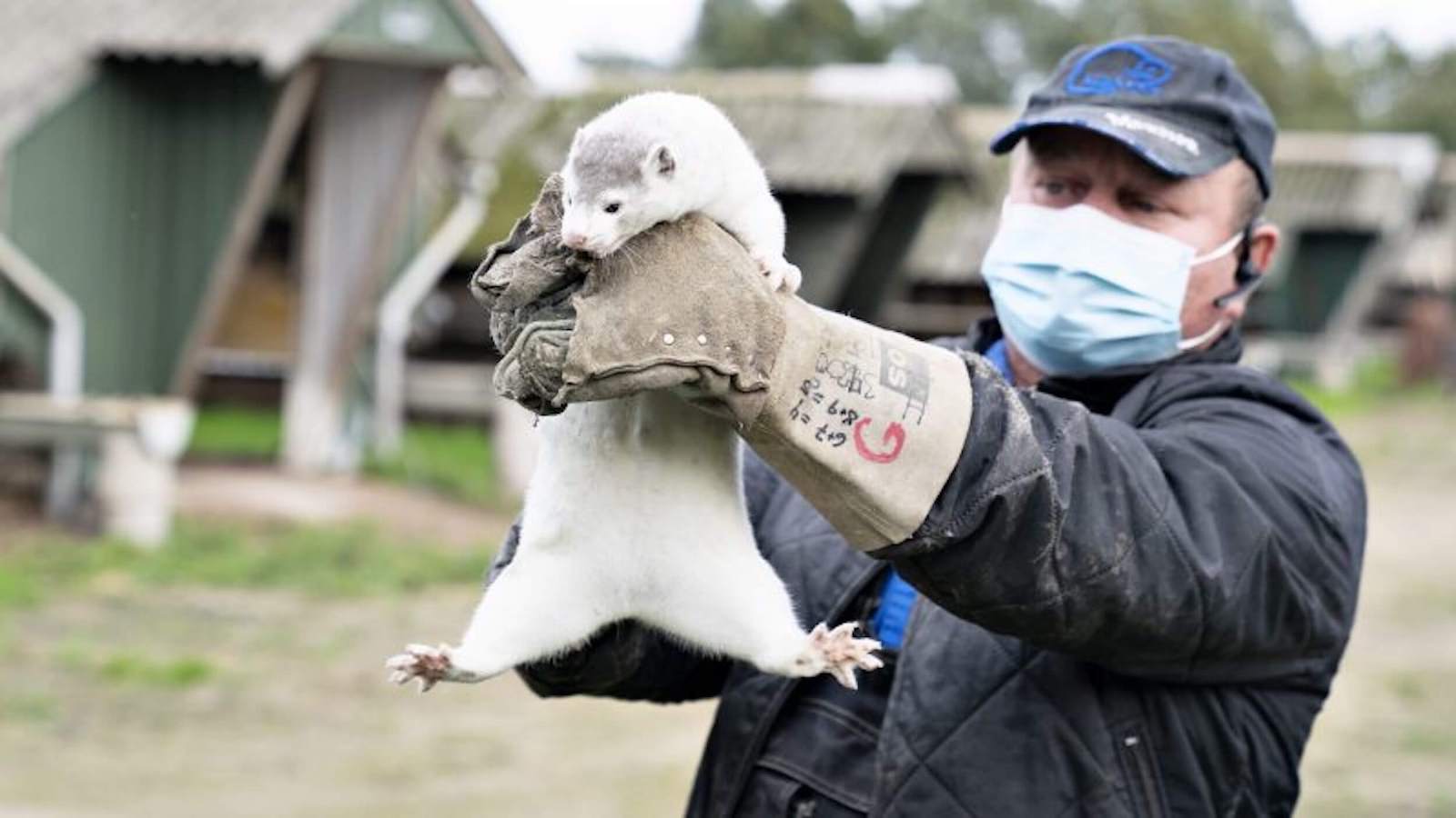 man holding mink