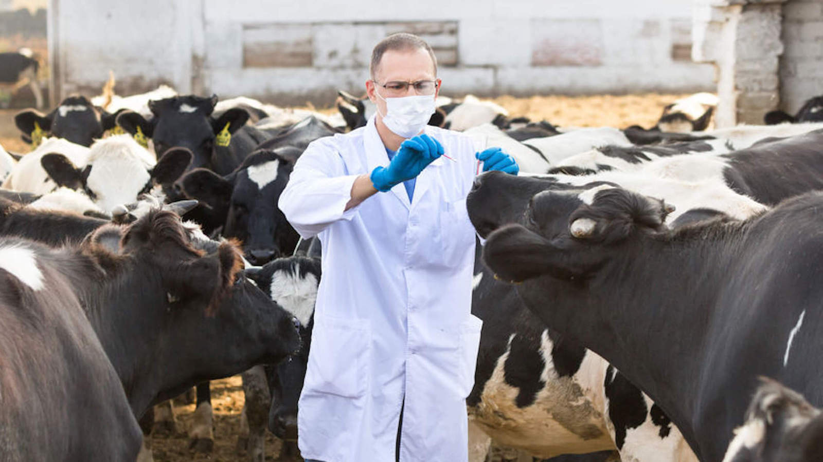 vet with mask treating animals